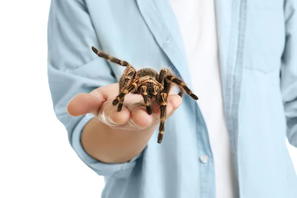 Muž Drží Pruhované Koleno Tarantula Bílém Pozadí Detailní Záběr — Stock fotografie