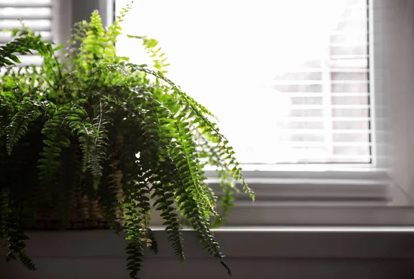 Belle Plante Sur Rebord Fenêtre Décor Maison — Photo