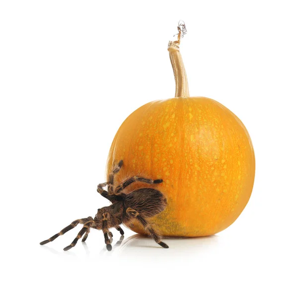 Csíkos Térd Tarantula Tök Elszigetelt Fehér Halloween Ünnepe — Stock Fotó