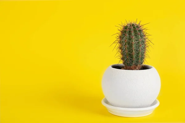 Kaktus Květináčích Žlutém Pozadí Místo Pro Text — Stock fotografie