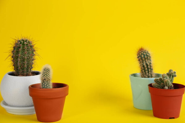 Set of potted cacti on yellow background