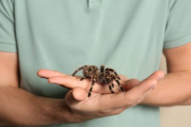 Bej arka planda çizgili tarantula tutan adam, yakın plan.