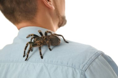 Diz tarantulası çizgili adam evde omzunda, yakın plan.