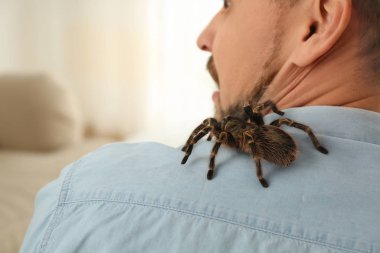Evde tarantulası olan bir adam, mesaj için yer var. Araknofobi (örümcek korkusu))