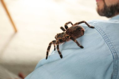 Diz tarantulası çizgili adam evde omzunda, yakın plan.