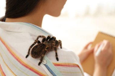 Diz tarantulası çizgili genç bir kadın. Omzunda, yakın plan. Metin için boşluk