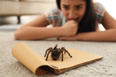 Genç bir kadın ve halının üzerinde tarantula. Araknofobi (örümcek korkusu))