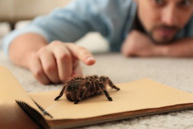 Halıdaki adam ve tarantula, yakın plan. Araknofobi (örümcek korkusu))