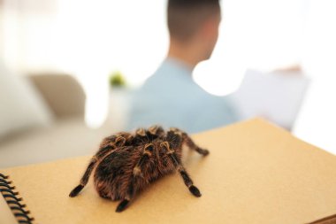 Çizgili diz tarantulası. Kapalı kapılar ardında, yakın plan. Metin için boşluk