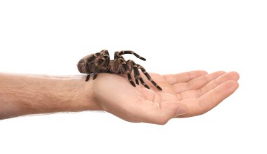 Beyaz arka planda çizgili tarantula tutan adam, yakın plan.