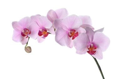 Beyaz üzerine izole edilmiş güzel pembe falanopsis orkidesi dalı.