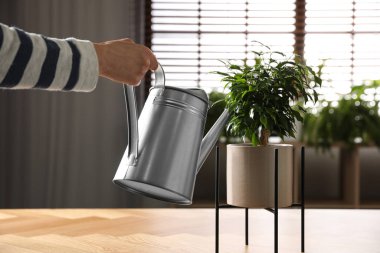 Ficus benjamina 'yı içeri alan kadın, yakın plan. Ev bitkisi