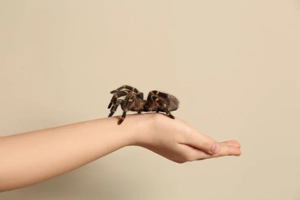 Γυναίκα Κρατώντας Ριγέ Tarantula Γόνατο Μπεζ Φόντο Closeup — Φωτογραφία Αρχείου