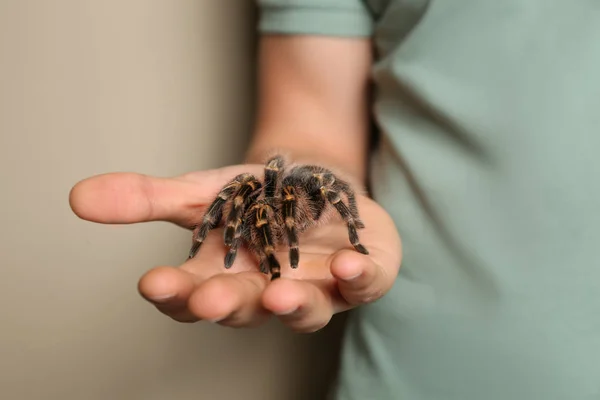 Homem Segurando Tarântula Listrada Joelho Fundo Bege Close — Fotografia de Stock