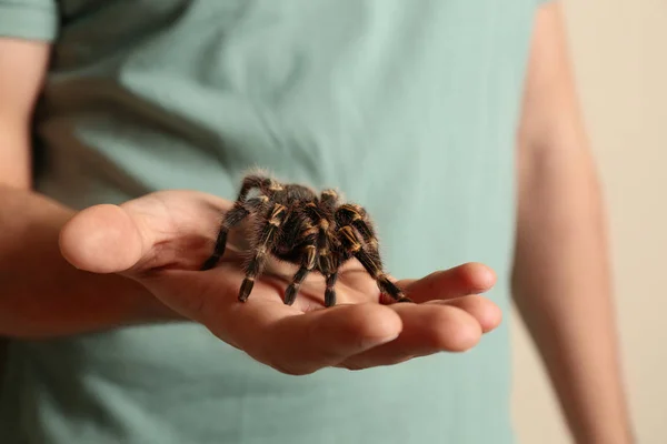 男を保持ストライプ膝Tarantula上ベージュ背景 クローズアップ — ストック写真