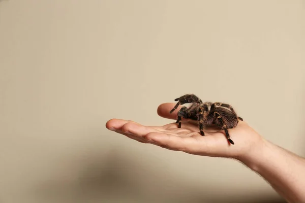 Bej Arka Planda Çizgili Tarantula Tutan Adam Yakın Plan Metin — Stok fotoğraf