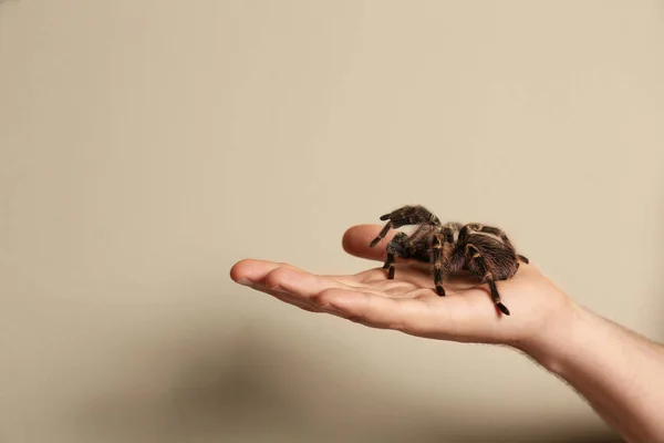 Hombre Sosteniendo Tarántula Rodilla Rayada Sobre Fondo Beige Primer Plano —  Fotos de Stock