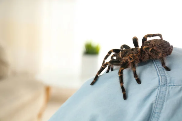 Homem Com Tarântula Listrada Ombro Casa Close Espaço Para Texto — Fotografia de Stock