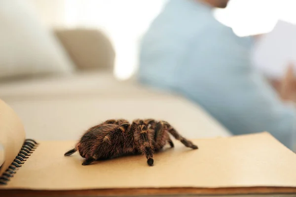 Randig Knä Tarantel Anteckningsbok Inomhus Närbild Plats För Text — Stockfoto