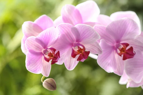 Гілка Красивої Рожевої Орхідеї Phalaenopsis Розмитому Фоні Крупним Планом — стокове фото