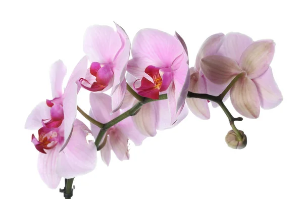 Отделение Красивого Розового Phalaenopsis Орхидеи Изолированы Белом — стоковое фото