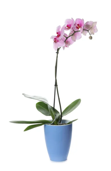 Hermosa Orquídea Phalaenopsis Maceta Aislada Blanco —  Fotos de Stock
