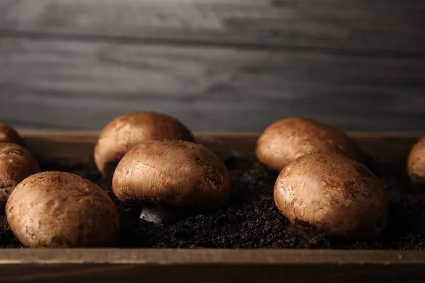 Bruine Champignons Groeien Grond Houten Krat Close Teelt Van Champignons — Stockfoto