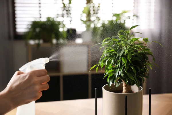 Žena Stříkající Ficus Benjamina Dovnitř Detailní Záběr Domácí Rostlina — Stock fotografie