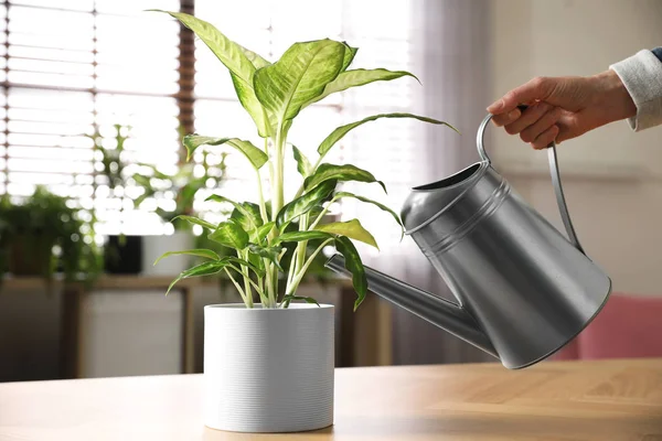 Dieffenbachia bitkisini sulayan kadın, yakın plan.