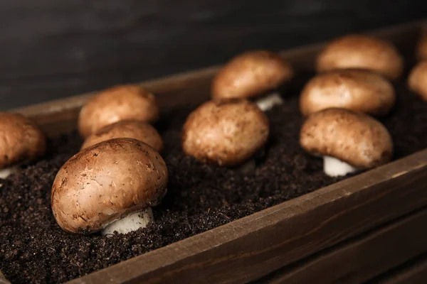 Bruine Champignons Groeien Aarde Houten Krat Teelt Van Champignons — Stockfoto