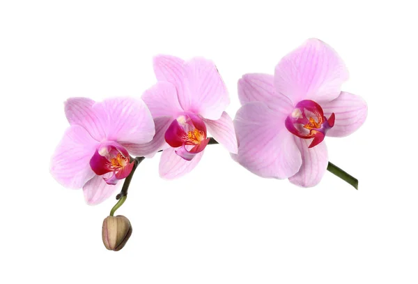 Ramo Bella Orchidea Rosa Phalaenopsis Isolata Bianco — Foto Stock