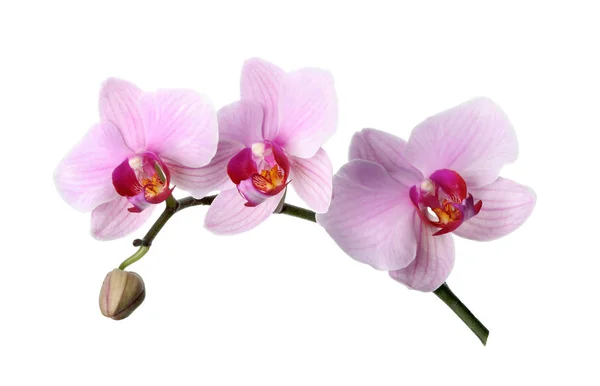 Отделение Красивого Розового Phalaenopsis Орхидеи Изолированы Белом — стоковое фото