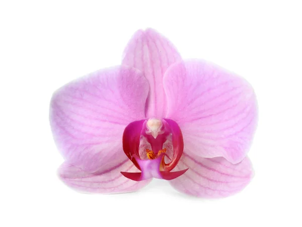 Fiore Bella Orchidea Rosa Phalaenopsis Isolato Bianco — Foto Stock
