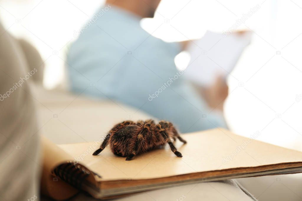 Striped knee tarantula on notebook indoors, closeup. Space for text