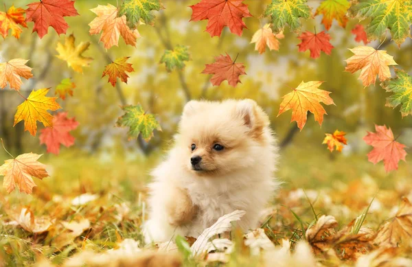 Cute Puszysty Pies Pod Spadającymi Liśćmi Parku Jesienny Dzień — Zdjęcie stockowe