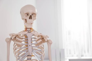 Modern ortopedist ofisinde insan iskeleti modeli