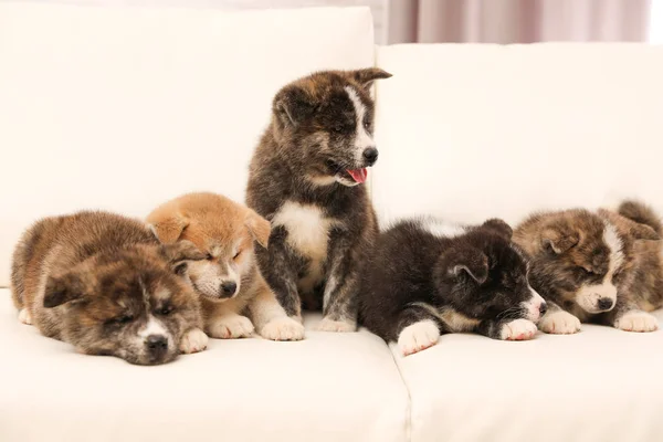 Cute Akita Inu Puppies Sofa Indoors Friendly Dogs — Stock Photo, Image