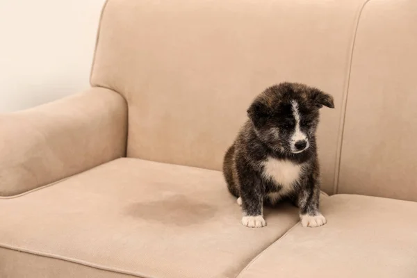 Cute Akita inu puppy near wet spot on sofa indoors. Untrained dog