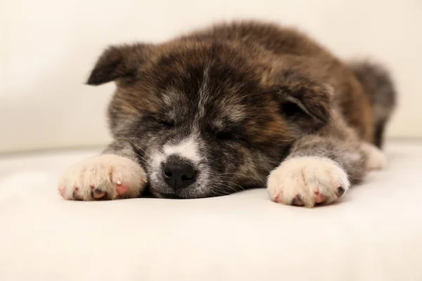 秋田的小狗睡在沙发上 可爱的狗 — 图库照片