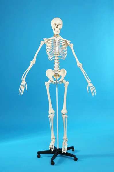 Modell Eines Künstlichen Menschlichen Skeletts Auf Blauem Hintergrund — Stockfoto