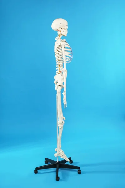 Kunstmatig Menselijk Skelet Model Blauwe Achtergrond — Stockfoto