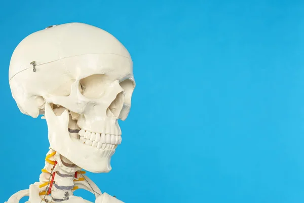 Modell Eines Künstlichen Menschlichen Skeletts Auf Blauem Hintergrund Nahaufnahme Raum — Stockfoto