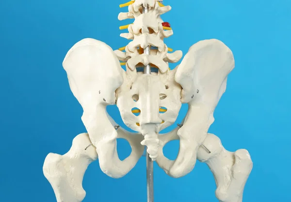 Konstgjorda Mänskliga Skelett Modell Blå Bakgrund Närbild — Stockfoto