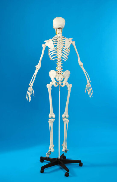 Artificial human skeleton model on blue background