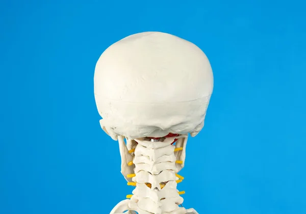 Modell Eines Künstlichen Menschlichen Skeletts Auf Blauem Hintergrund Nahaufnahme — Stockfoto