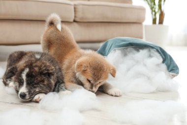 İçeride yırtık yastıkla oynayan şirin Akita inu yavruları. Yaramaz köpekler.