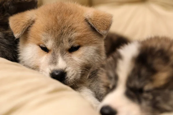 Akita Inu小狗在宠物枕头上 可爱的狗 — 图库照片