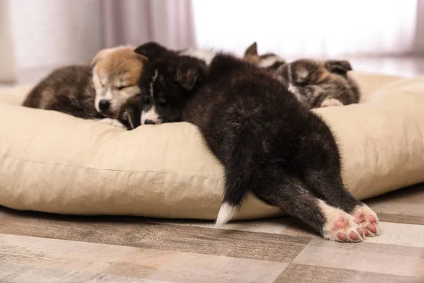 Cuccioli Akita Inu Sul Cuscino Dell Animale Domestico Cani Carini — Foto Stock