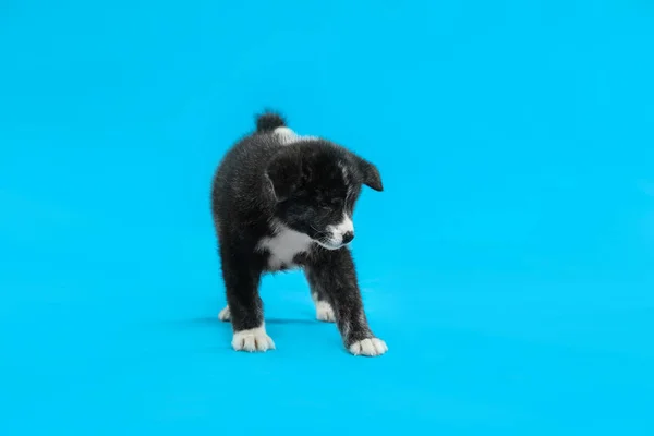 Leuke Akita Inu Puppy Lichtblauwe Achtergrond Vriendelijke Hond — Stockfoto