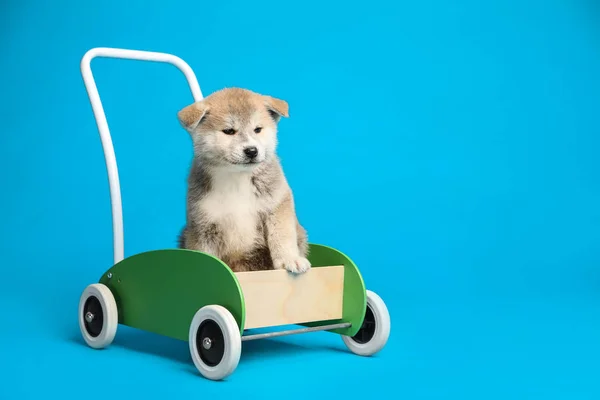 Cute Akita Inu Szczeniak Wózku Zabawki Jasnoniebieskim Tle Piękny Pies — Zdjęcie stockowe